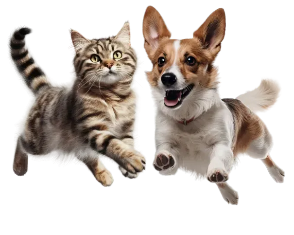 Cat & Dog